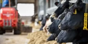 Bądź na bieżąco z&nbsp;wiedzą o&nbsp;żywieniu bydła