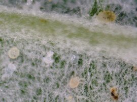 zwalczanie przędziorków - przędziorek chmielowiec - dorosły osobnik, larwa, jajo