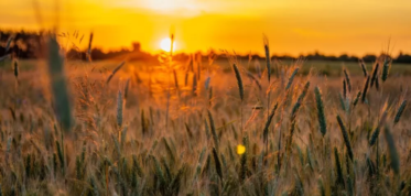 Ceny zbóż przed świętami wielkanocnymi