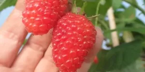 Maliny odporne na suszę — prezentacja nowych odmian