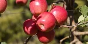 Pink Lady — zostań sponsorem drzewka