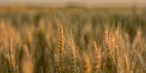 Aktualne ceny zbóż w&nbsp;kwietniu 2022 r. – pszenica, pszenżyto, żyto