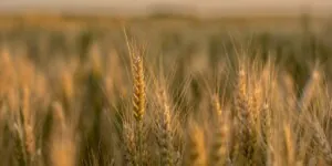 Aktualne ceny zbóż w&nbsp;kwietniu 2022 r. – pszenica, pszenżyto, żyto