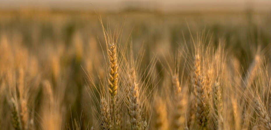 Aktualne ceny zbóż w kwietniu 2022 r. – pszenica, pszenżyto, żyto