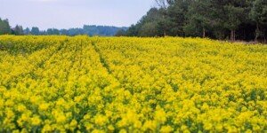 Stosowanie biostymulatorów pomoże osiągnąć wyższe plony