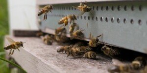 Bezpieczeństwo pszczół — jak można je zapewnić?