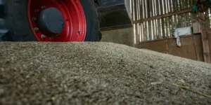 Ceny zbóż  – pszenica, pszenżyto i&nbsp;żyto. Sprawdzamy notowania