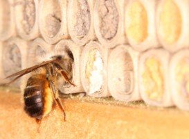 dzikie pszczoły - murarka ogrodowa - Osmia rufa