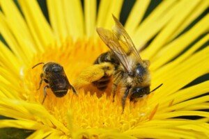 dzikie pszczoły - obrostka letnia - Dasypoda hirtipes