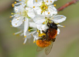dzikie pszczoły - pszczolinka ruda - Andrea fulva