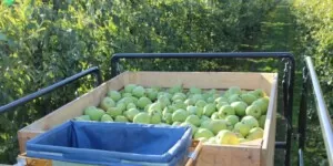 Eksport gruszek w&nbsp;marcu 2022 — rynki zbytu i&nbsp;tonaż