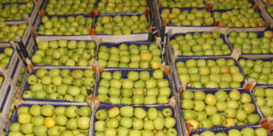 Eksport jabłek rośnie — jak wyglądają liczby?