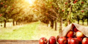 Ewoluuje cena jabłek w Niemczech – do 2,99 euro za kilogram