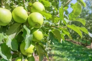 jabłka z Ukrainy - sad Granny Smith