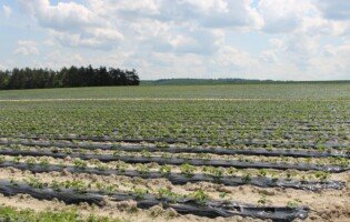 koszty założenia plantacji truskawki