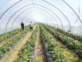 koszty założenia plantacji truskawki - truskawka w&nbsp;tunelu foliowym