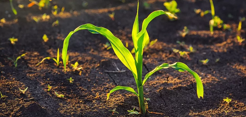 Jak dobrać odpowiednią odmianę kukurydzy?