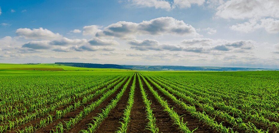Ochrona herbicydowa kukurydzy. Doglebowo czy sekwencyjnie?