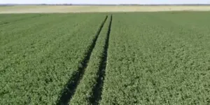 Środek na szkodniki. Rzepak potrzebuje skutecznej ochrony