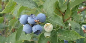 Ochrona borówki przed chorobami — jak powinna wyglądać?