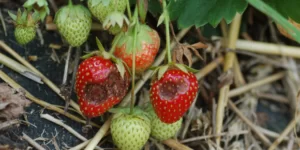 Ochrona truskawki przed szarą pleśnią i&nbsp;antraknozą
