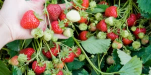 Odporność roślin. Vaxiplant usprawnia naturalne mechanizmy truskawek