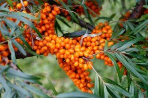 plantacja rokitnika - rokitnik - owocowanie
