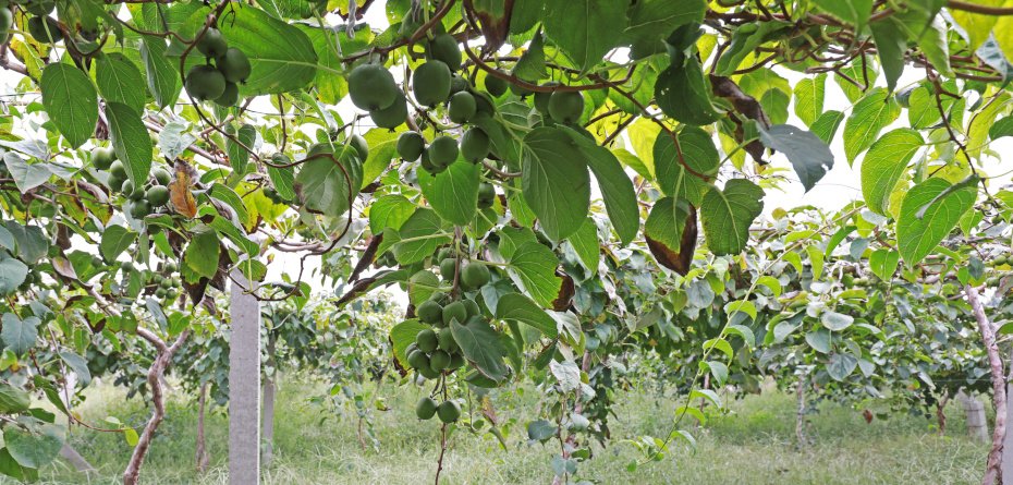 polskie minikiwi - aktinidia arguta