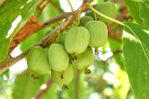 polskie minikiwi - aktinidia arguta -plantacja owocowanie