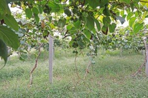 polskie minikiwi - aktinidia arguta - plantacja owocująca