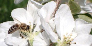 Pszczoła miodna — niedościgniony zapylacz kwitnących roślin