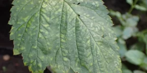 Rdza maliny — szkodliwość i&nbsp;zwalczanie