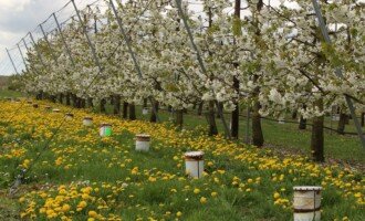 silne przymrozki - ogrzewanie powietrza