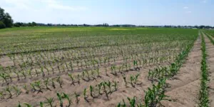 Powschodowe zwalczanie chwastów w&nbsp;kukurydzy