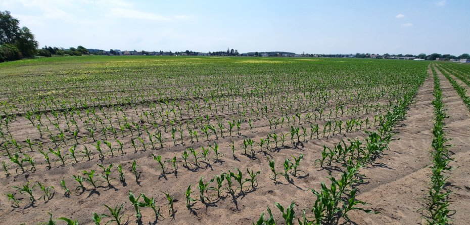 Powschodowe zwalczanie chwastów w kukurydzy