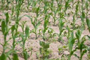 zwalczanie chwastów w&nbsp;kukurydzy