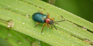 Skrzypionka zbożowa – zwalczanie