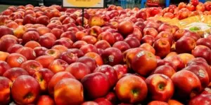 Cosmic Crisp — udany premierowy sezon kolejnego klubowego jabłka