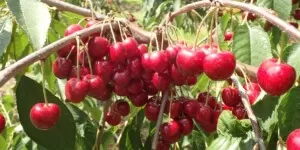 Koszt produkcji kilograma czereśni deserowych. Rady na 2023 r.