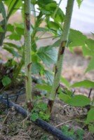 Najgroźniejsze choroby malin - Przypąkowe zamieranie pędów - odmiana maliny Delniwa