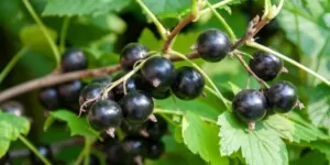 Nawożenie plantacji czarnej porzeczki - czarna porzeczka - krzak - owoce