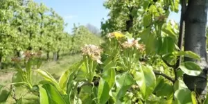 Przerzedzanie zawiązków owoców — bezpieczne benzyloadeniną