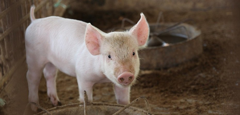 Aktualne ceny skupu świń mocno w dół – co dalej?