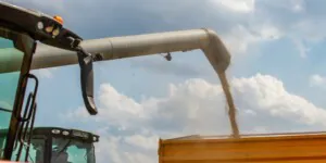 Ceny zboża w&nbsp;skupie – po ile pszenica, pszenżyto i&nbsp;żyto?