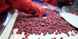 Eksport malin mrożonych — wyniki za I&nbsp;kwartał 2022