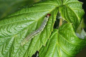 insektycydy - Archips rosana - malina
