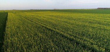 Zabieg na opadanie płatka