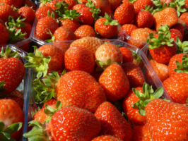 Koszt produkcji kilograma truskawki