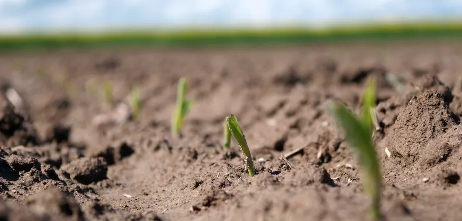 Nalistne zwalczanie chwastów w kukurydzy. Raport z pola