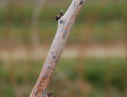 najgroźniejsze choroby malin - ciemne podłużne sklerocja Botrytis cinerea